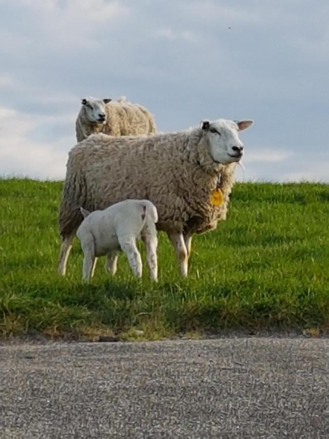 "Het Steechje" In Ie Bij Schiermonnikoog En Ameland Apartman Ee Kültér fotó